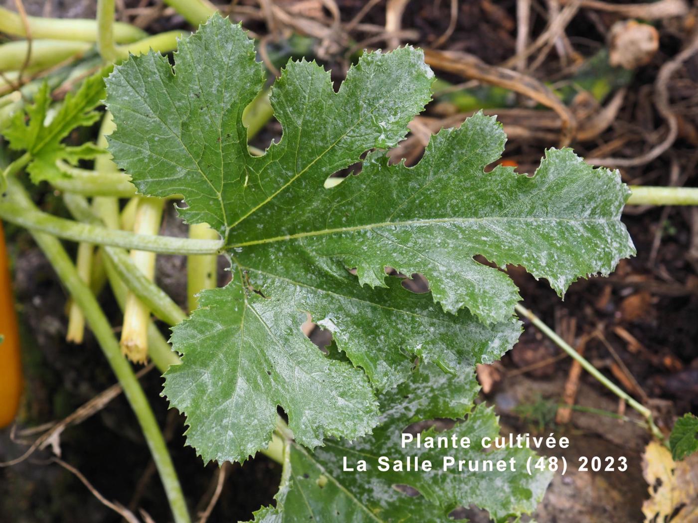 Marrow, Courgette leaf